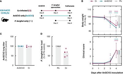 SARS-CoV-2 decreases malaria severity in co-infected rodent models
